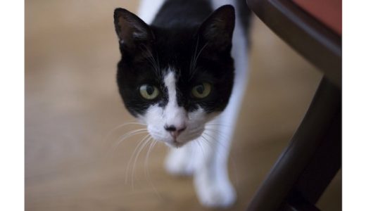 ねこカメラ